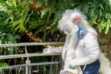 Anime North 2025 falls
