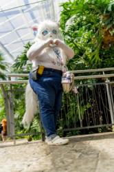 Anime North 2025 falls